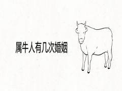 屬牛人有幾次婚姻