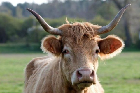 1973年出生的人是什么生肖？