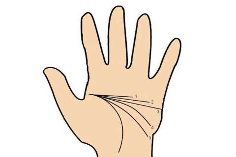 智慧線深長(zhǎng)