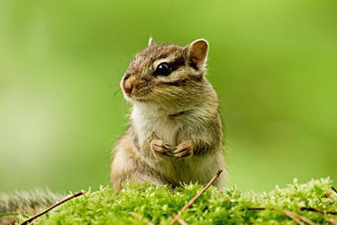 2022年屬鼠女性運氣如何,虎年生肖屬鼠女帶什么轉運