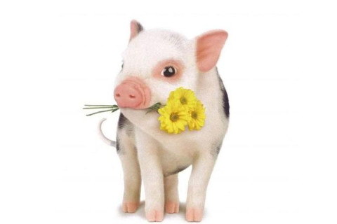 生肖豬人五行屬什么？