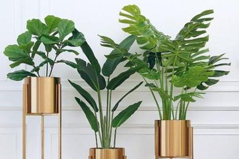 客廳正財位適合擺什么綠植？