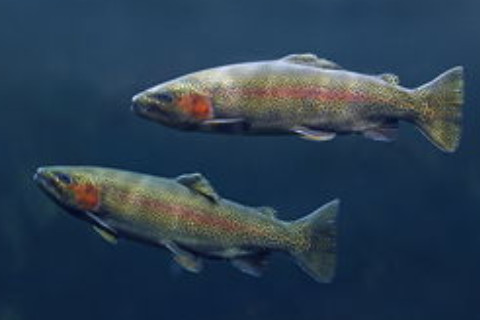 女人夢見抓魚是什么意思?