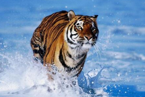 夢見老虎撲過來咬我