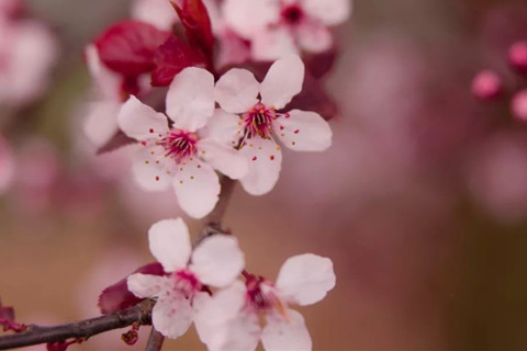 八字測桃花運勢如何?