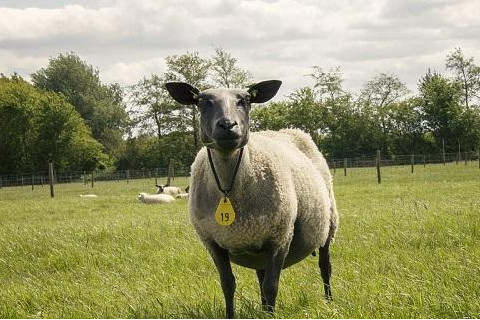 生肖羊與猴的關系如何?