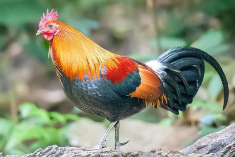 幾月出生的屬雞貴人運勢強？