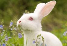 1975年屬兔與什么生肖最配相沖?