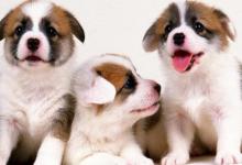 女孩屬狗取好聽(tīng)的名字推薦