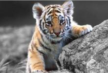 1998年老虎女配什么生肖優秀?