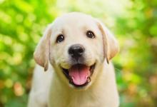 2018年生肖狗的貴人生肖有哪些？