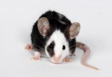 生肖屬鼠女人跟什么屬相最配?