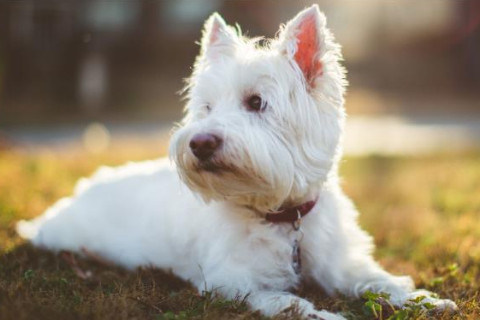 1970年4月18月屬什么生肖?