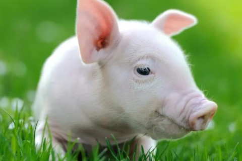 屬豬什么時辰出生最好?