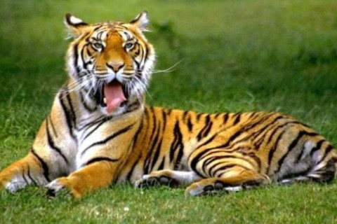 哪個(gè)生肖屬富貴命？