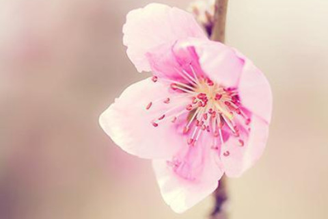 免費八字算愛情桃花運