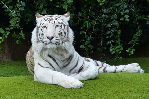 屬虎上等命的出生時辰有哪些?