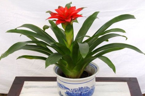 鴻運當頭擺放客廳哪里旺財?