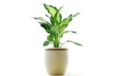 辦公室植物風水擺放禁忌
