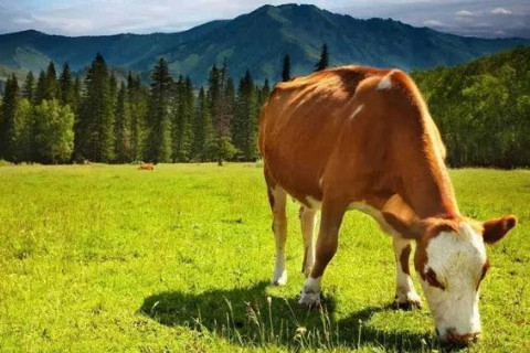 屬牛的人配什么生肖好?