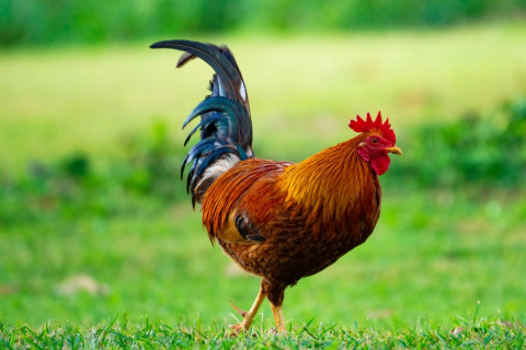 屬雞人的住房風(fēng)水