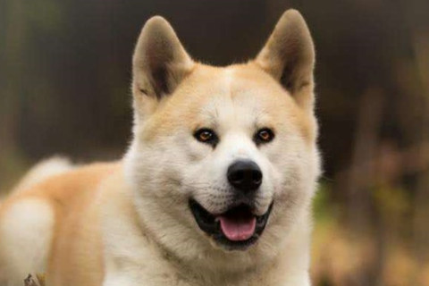 生肖狗哪個時辰出生命好?