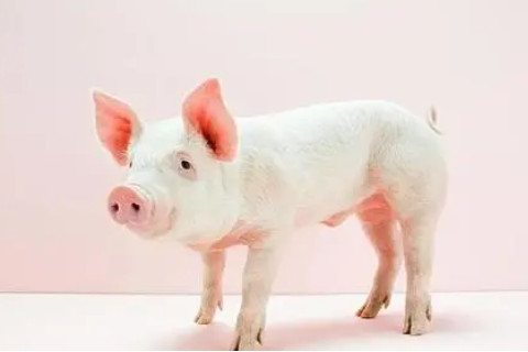 屬豬人的住房風水