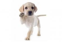 1994年的屬狗佩戴什么生肖飾品好?