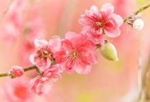 命帶桃花的女人八字特征