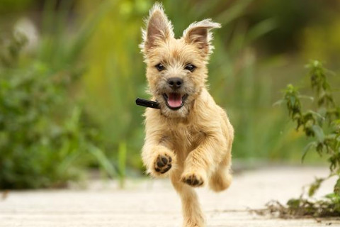 先窮后富的生肖