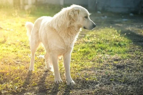 屬狗取名需要的注意事項