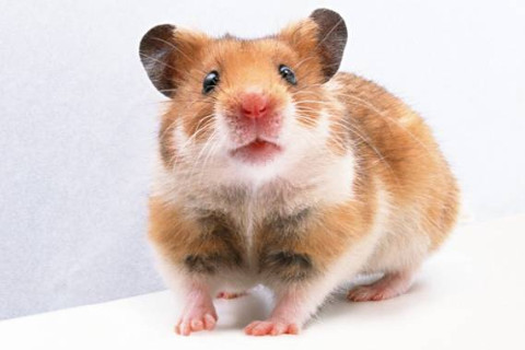 庚子鼠年出生的寶寶是什么命?