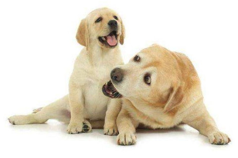 生肖狗人的名字帶什么好？