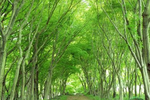 大林木命在哪里方位最旺?