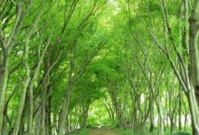 大林木命在哪里方位最旺?