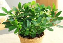 什么植物放在家里可以辟邪鎮宅？