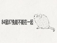 84鼠87兔能不能在一起