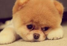 82年屬狗的男生在2022年上半年的運勢如何 中規中矩平穩度過