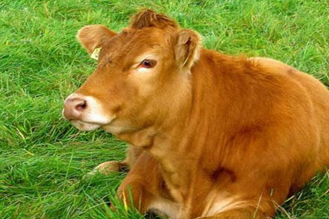 屬牛2022年運(yùn)勢(shì)及運(yùn)程詳解,2022年屬牛人的全年每月運(yùn)勢(shì)完整版