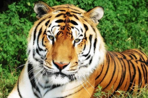 屬虎2022年運勢及運程詳解,2022年屬虎人的本命年全年每月運勢完整版