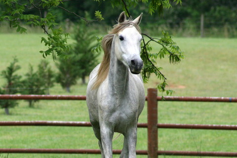 屬馬2022年運(yùn)勢(shì)及運(yùn)程詳解,2022年屬馬人的全年每月運(yùn)勢(shì)完整版