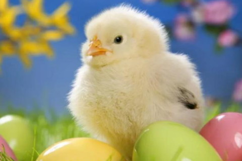 屬雞的魔蝎男有愛慕的人會有什么表現(xiàn) 表面不動聲色內(nèi)里總是吃醋