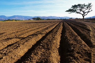 城頭土命黃兔命運如何?幾月份出生好?