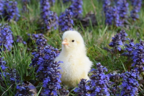 屬雞的魔蝎男有愛慕的人會有什么表現(xiàn) 表面不動聲色內(nèi)里總是吃醋