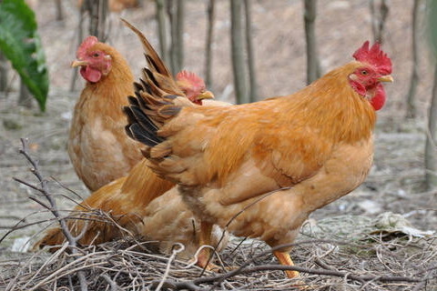 屬雞2022年運勢及運程詳解,2022年屬雞人的全年每月運勢完整版