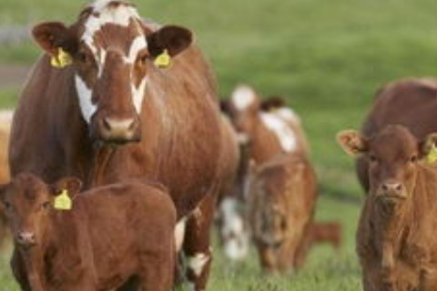 屬牛2022年運(yùn)勢(shì)及運(yùn)程詳解,2022年屬牛人的全年每月運(yùn)勢(shì)完整版