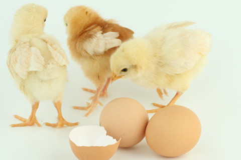 屬雞的魔蝎男有愛慕的人會有什么表現(xiàn) 表面不動聲色內(nèi)里總是吃醋