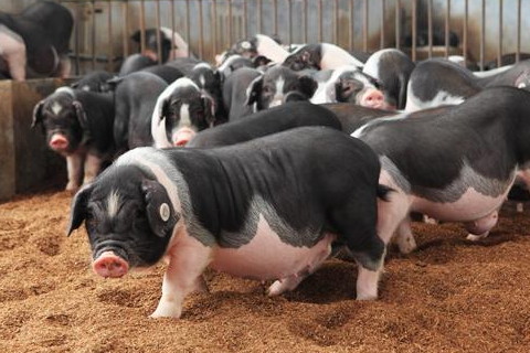 屬豬2022年運勢及運程詳解,2022年屬豬人的破太歲全年每月運勢完整版