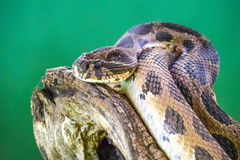 屬蛇2022年運勢及運程詳解,2022年屬蛇人的刑太歲全年每月運勢完整版