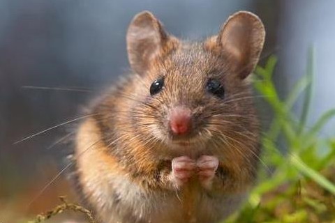 屬鼠2022年運(yùn)勢及運(yùn)程詳解,202年屬鼠人的全年每月運(yùn)勢完整版